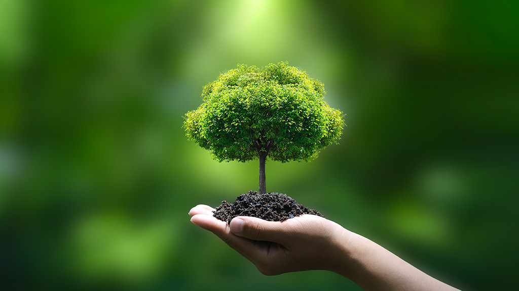Ein belaubter Baum in einer Hand